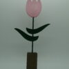 Tulipe